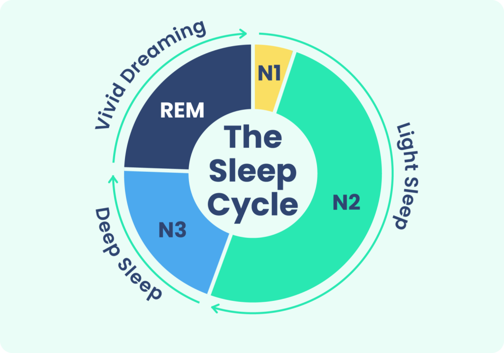 Sleep stages